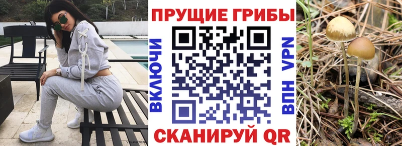 ОМГ ОМГ зеркало  магазин  наркотиков  Кировград  Псилоцибиновые грибы Psilocybine cubensis 
